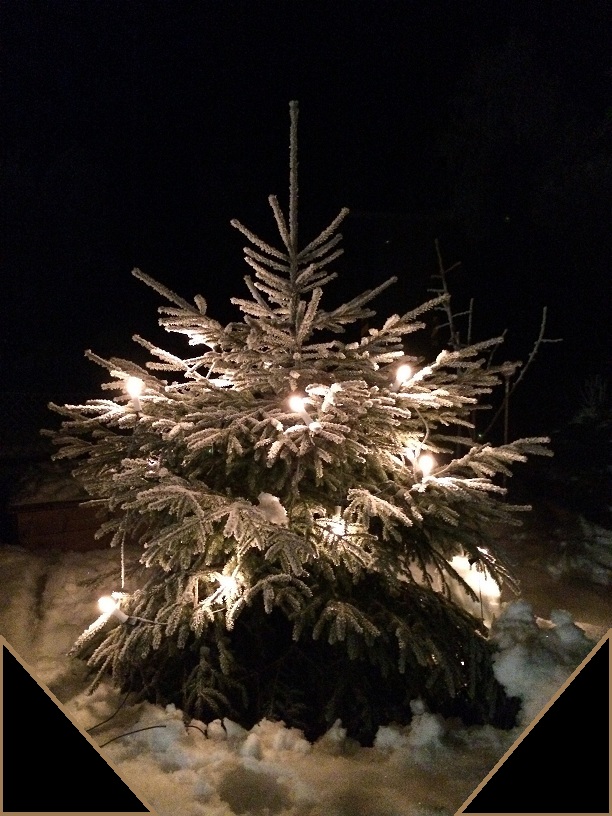 Granen står så grön och grann vid huset.