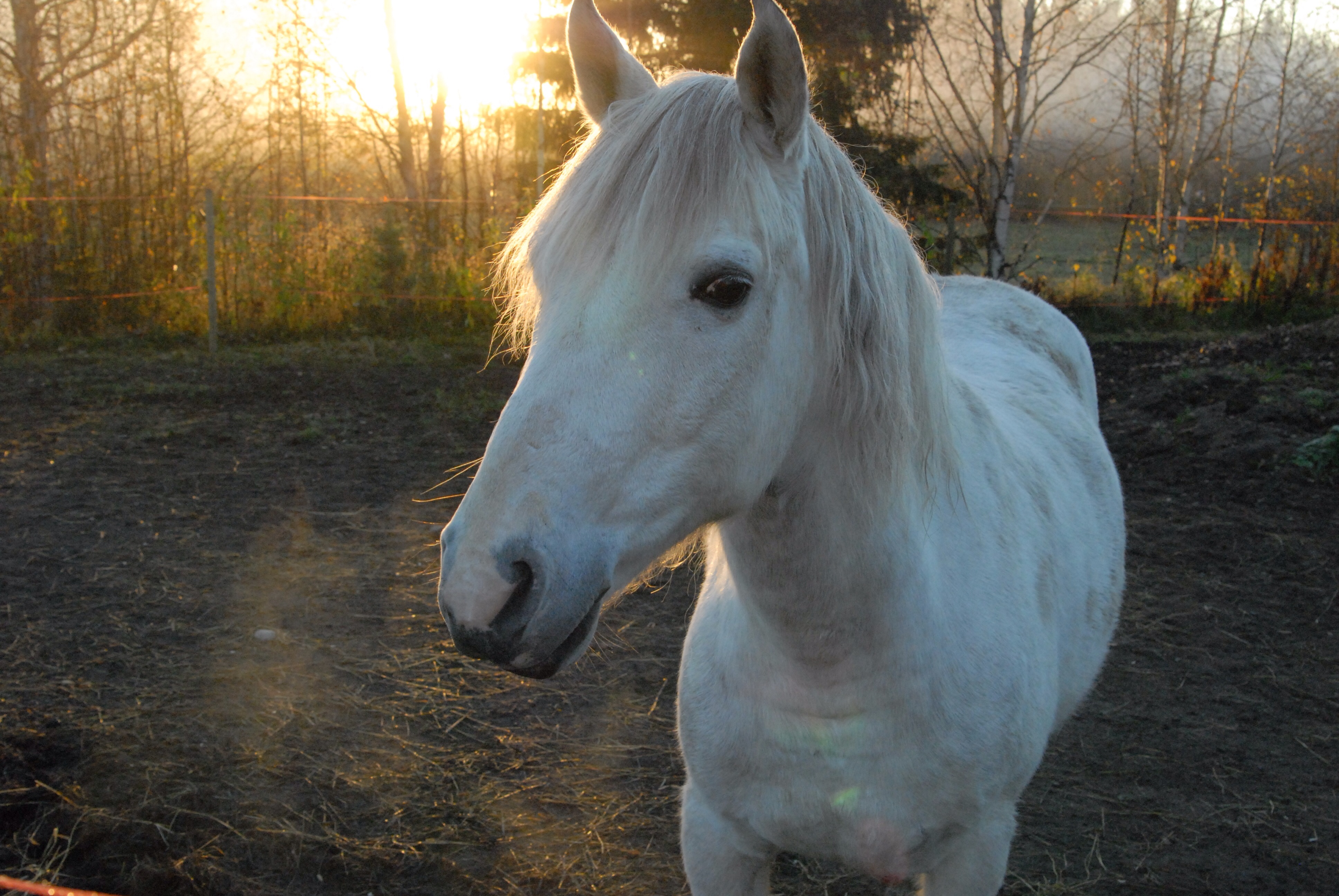 Den lågt stående oktobersolen värmer trots allt lite grann.